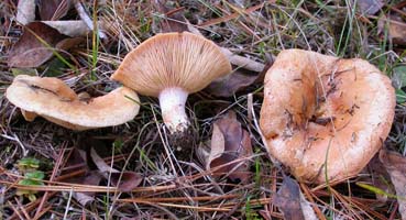 Lactarius hibbardae var. hibbardae .